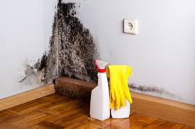 Reliable Morrow, OH Mold Removal & Remediation Solutions